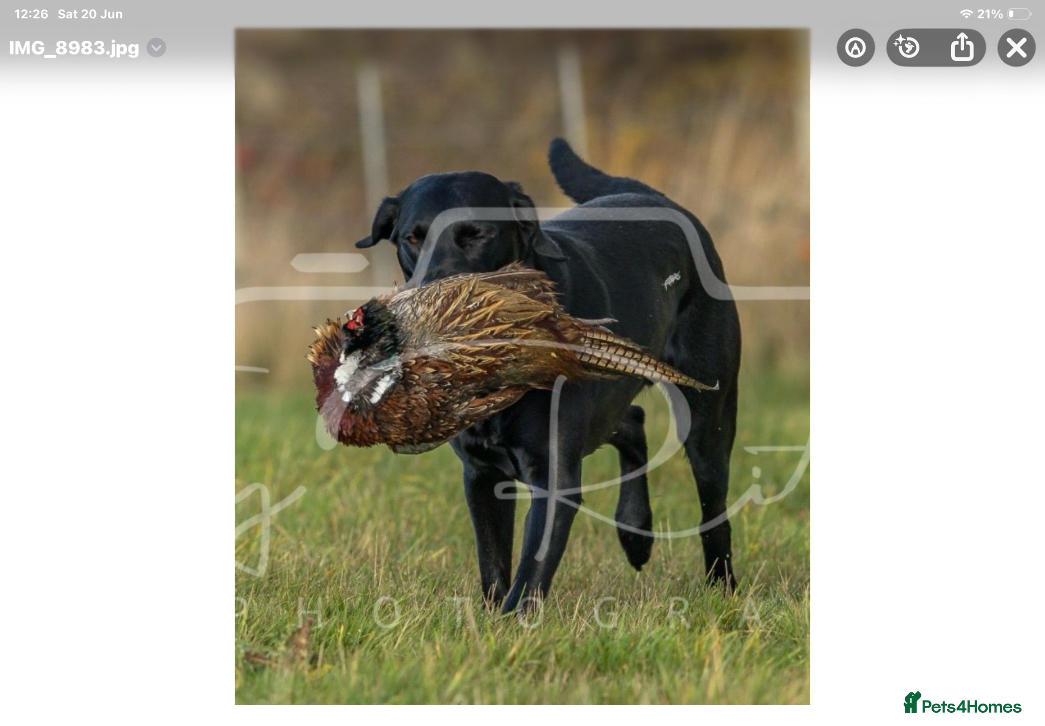 Labrador Retriever dogs Stunning Black Labrador Pups - Advert 1