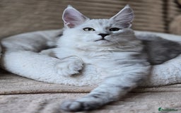 Maine Coon cats for sale: Large Silver Shaded Maine Coon kittens  - Image 13