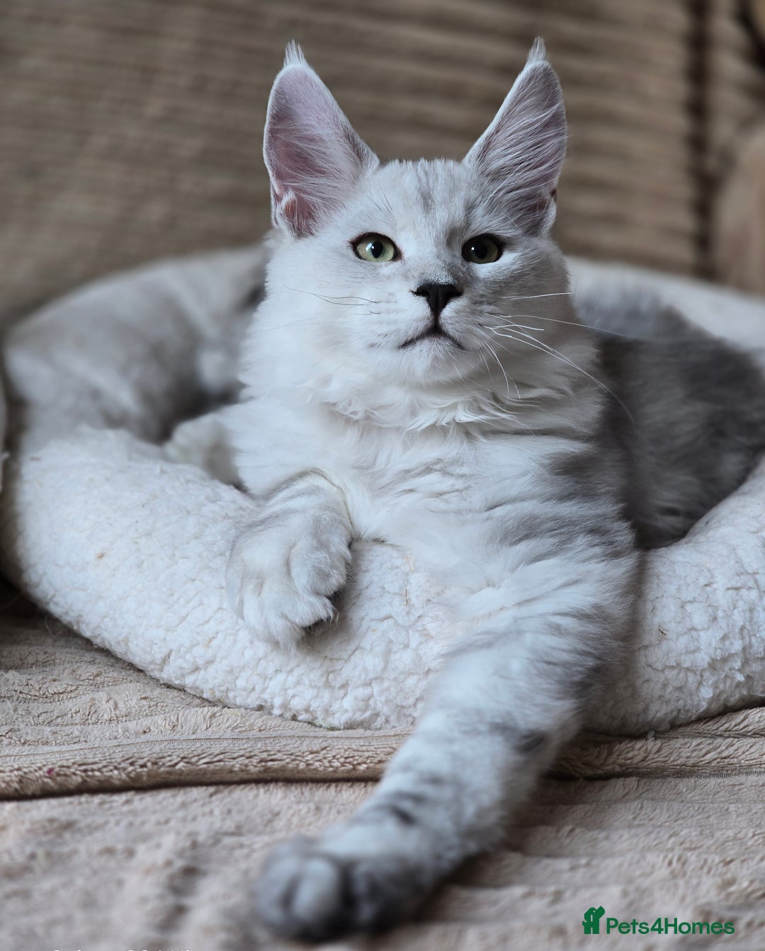 Maine Coon cats for sale: Large Silver Shaded Maine Coon kittens  - Image 13