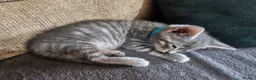 Mixed Breed cats for sale: Adorable Grey kittens for sale  - Advert 18