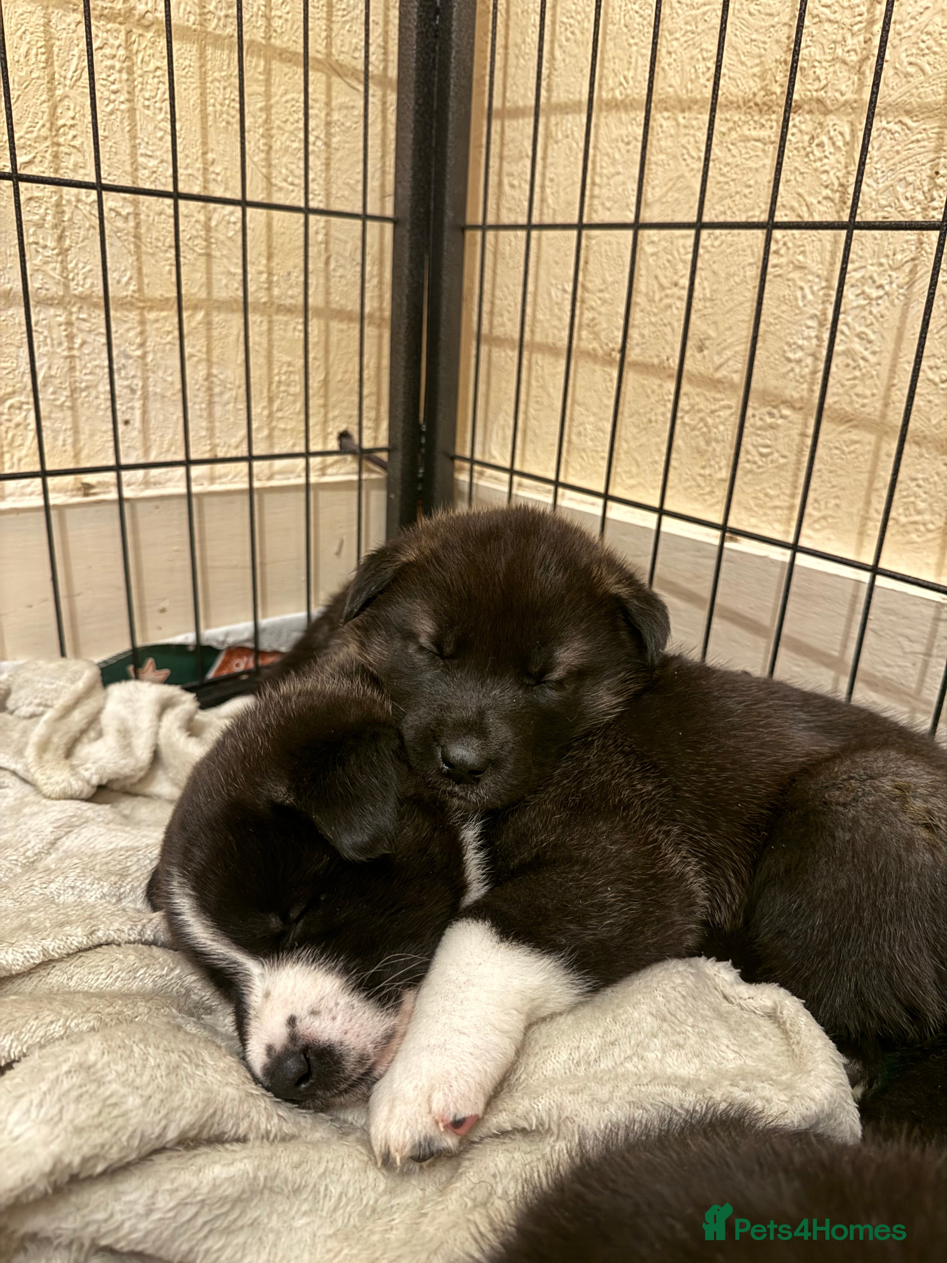 Akita dogs Black Mask American Akita Puppies - Advert 11