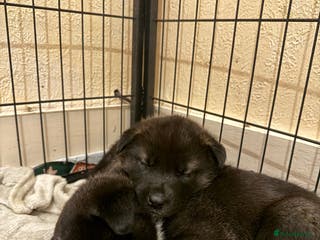 Akita dogs Black Mask American Akita Puppies - Advert 3