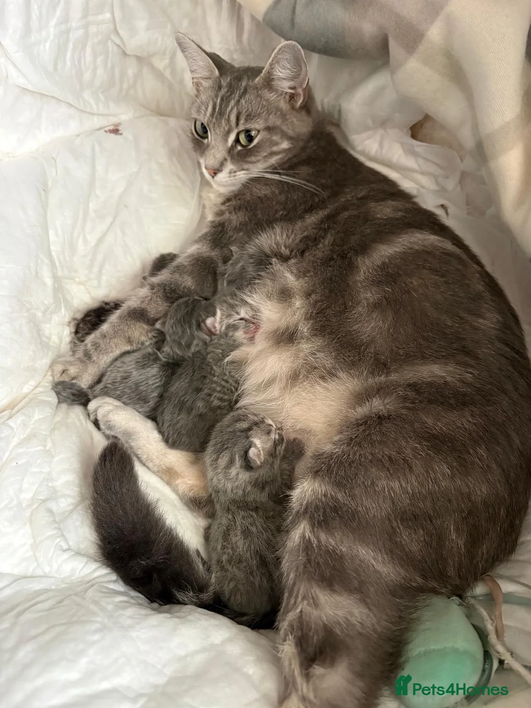 Mixed Breed cats for sale: Kittens for sale - Advert 1