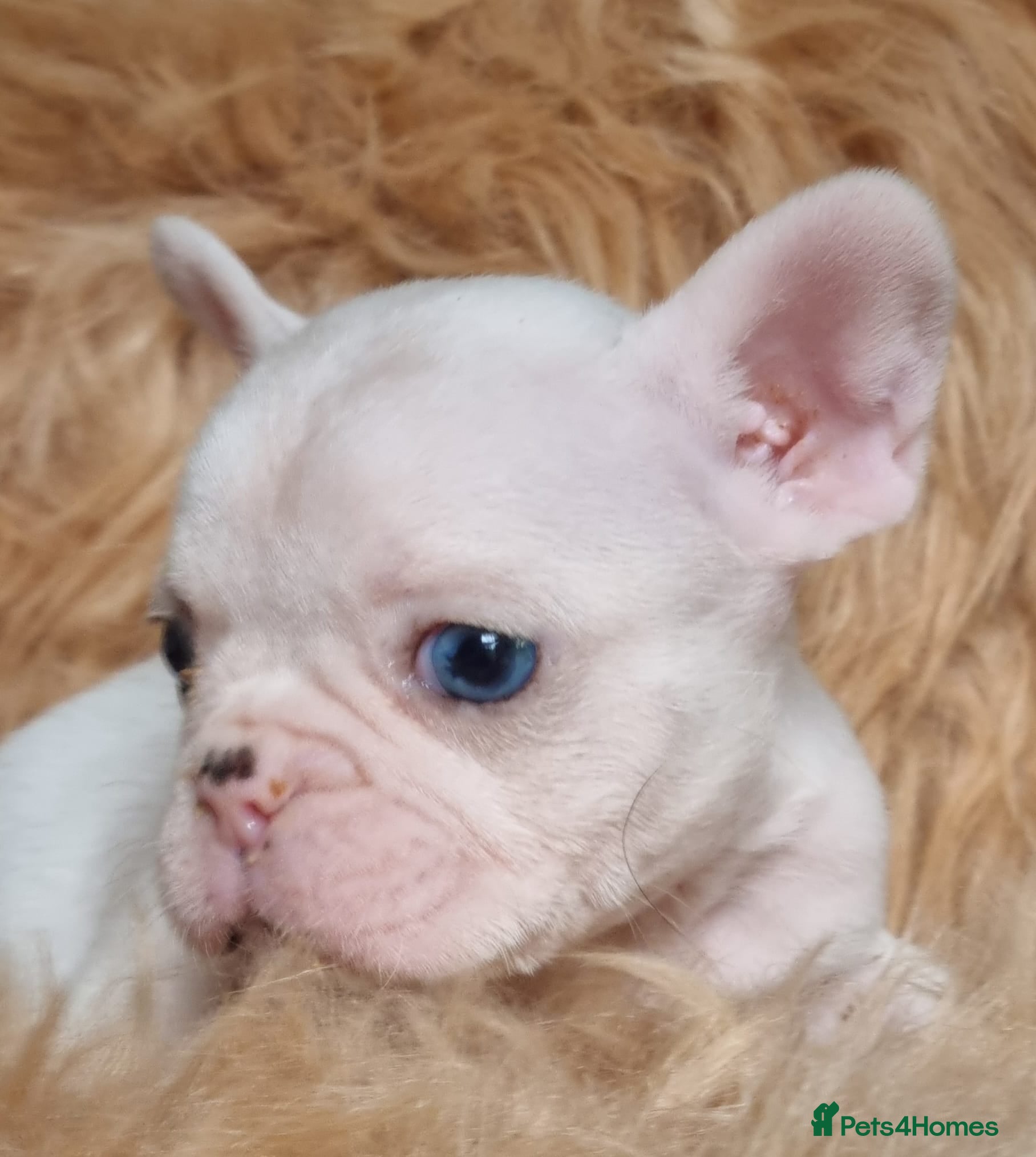 French Bulldog dogs Unique White French Bulldogs - Advert 18