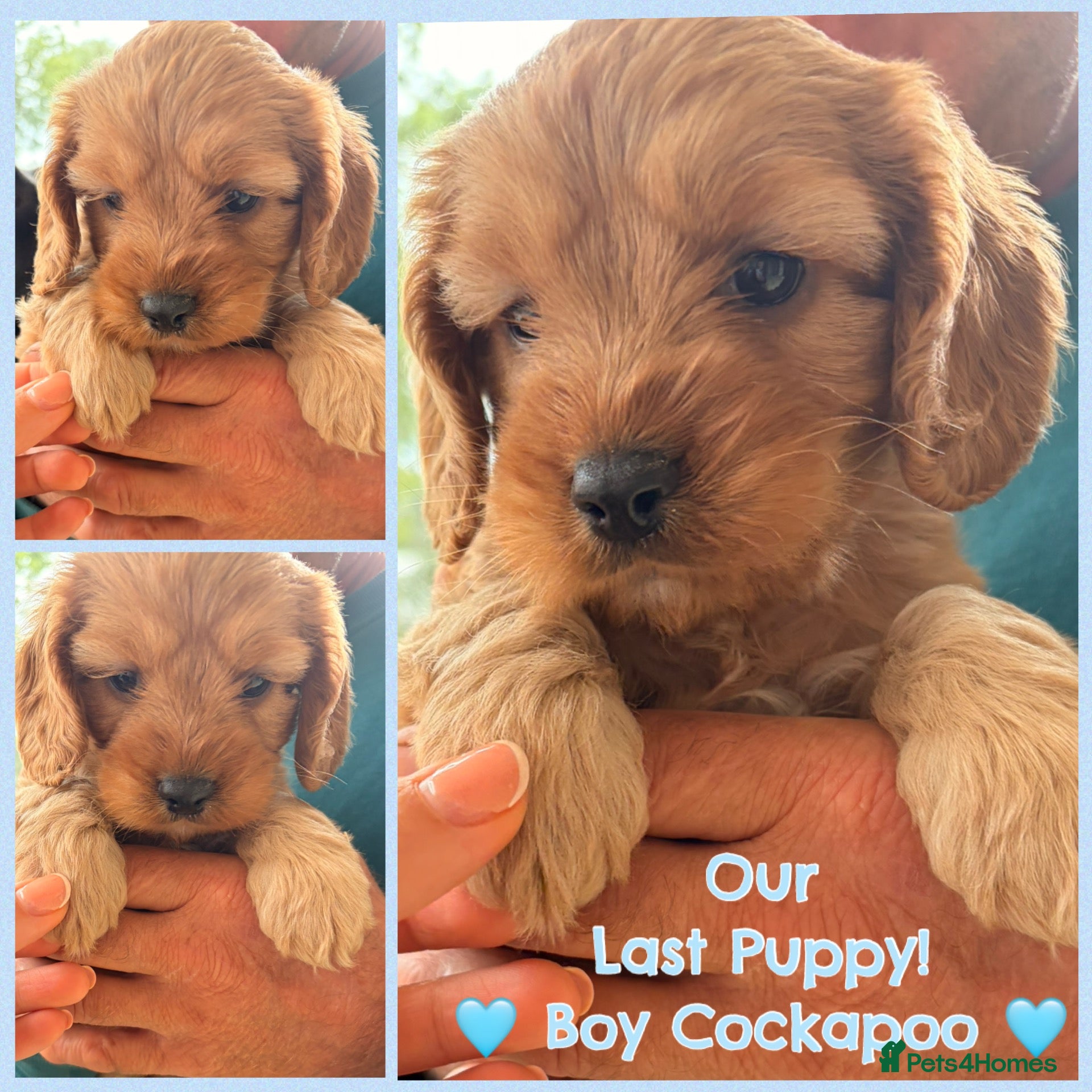 Cockapoo dogs Last Apricot Cockapoo Boy Puppy Available! 🩵🐾 - Advert 6
