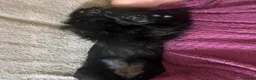 Cocker Spaniel dogs for sale: Cocker Spaniel Puppies - Advert 16
