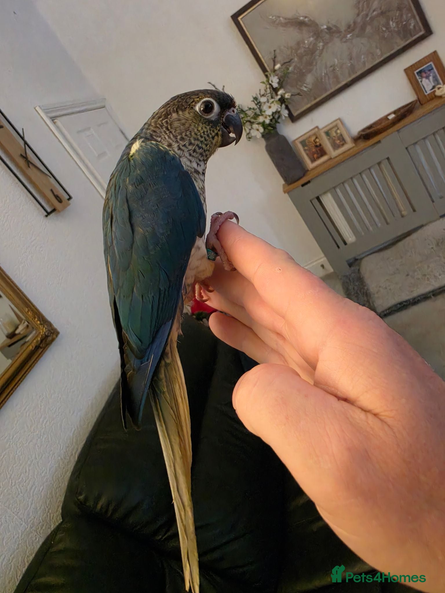 Conures birds Hand reared tame 4 left! - Advert 1