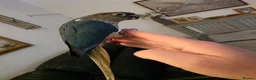 Conures birds for sale: Hand reared tame - Advert 13