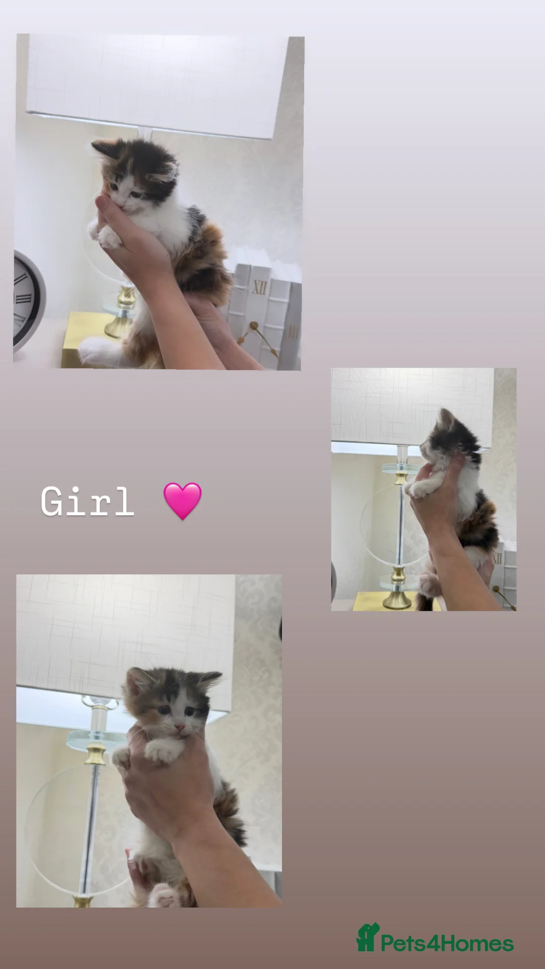 Mixed Breed cats for sale: Small kittens for sale in Barnsley - Advert 5