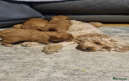 Cavapoo dogs for sale: beautiful fox red miniature cavapoo puppies - Image 6