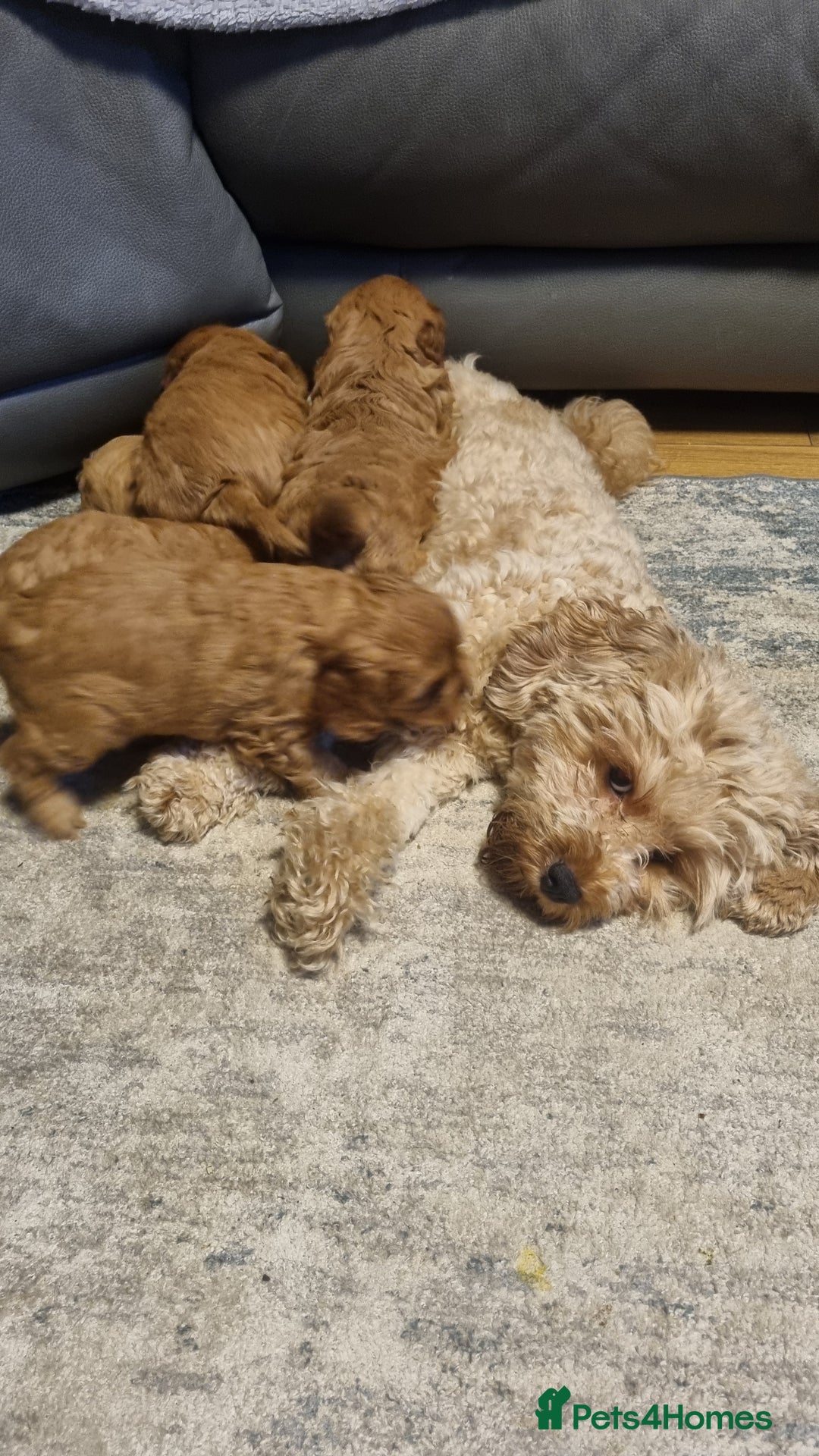 Cavapoo dogs for sale: beautiful fox red miniature cavapoo puppies - Image 6