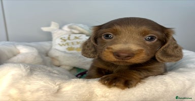 Miniature Dachshund dogs - Advert 15