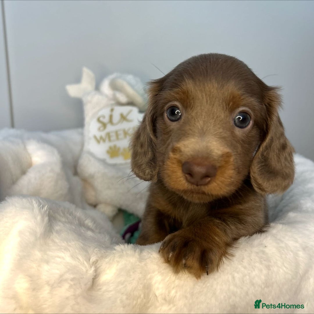 Miniature Dachshund dogs for sale: 🤍🐾 READY NEXT WEEK 🐾🤍 - Image 3