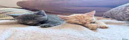 Mixed Breed cats for sale: Beautiful kittens ready for loving homes  - Advert 8