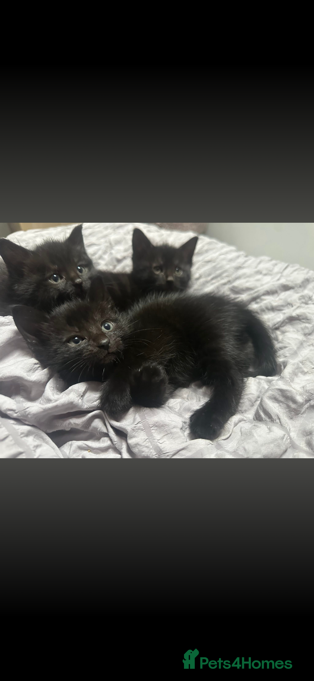 Mixed Breed cats for sale: BLACK KITTEN FOR SALE mix breed(half russian blue) - Image 4