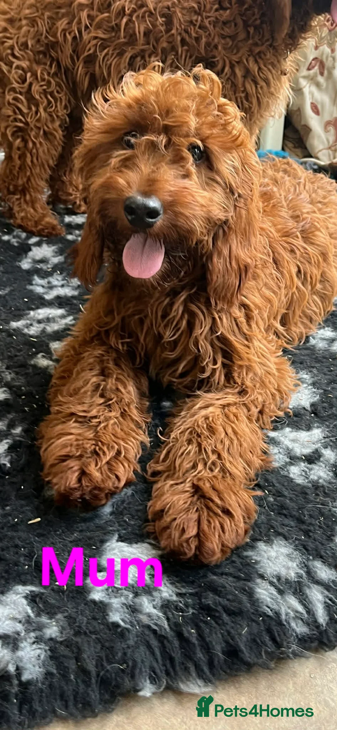 Australian Labradoodle dogs for sale:  👑 Multigen Toy Bred Australian Double Doodles 👑 - Advert 27
