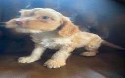 Cockapoo dogs for sale: Cockapoos  - Image 5