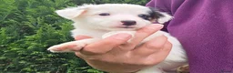 Jack Russell dogs for sale: Bred From Health Tested Parents. - Advert 6