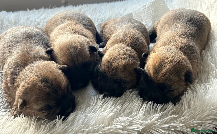 Cairn Terrier dogs - Advert 4