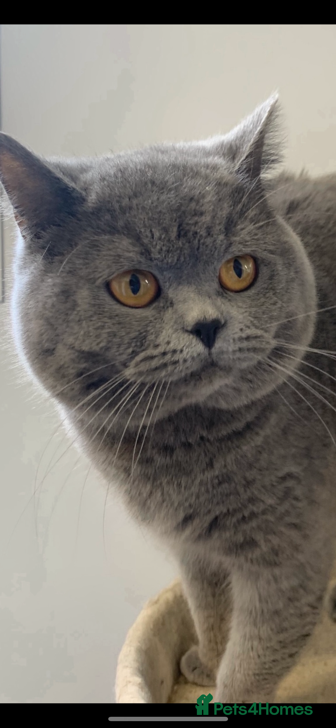 British Shorthair cats for sale: Stunning British Shorthaired Kittens - Advert 2