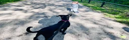 Mixed Breed dogs for sale: Molly  - Advert 2