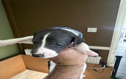 Whippet dogs for sale: Rare colours full pedigree KC Reg whippet pups  - Image 29