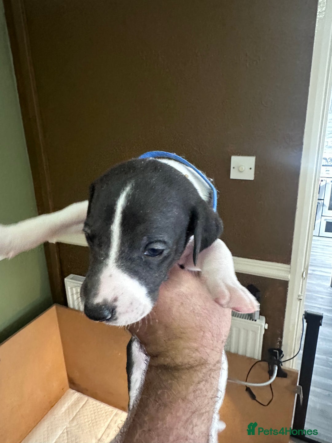 Whippet dogs for sale: Rare colours full pedigree KC Reg whippet pups  - Image 29