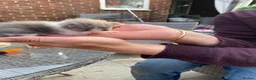 Mixed Breed cats for sale: Two beautiful boy kittens!!  - Advert 6