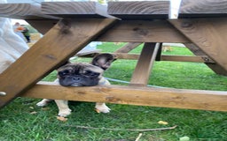 French Bulldog dogs for sale: 3 year old frenchie looking for new home - Image 10