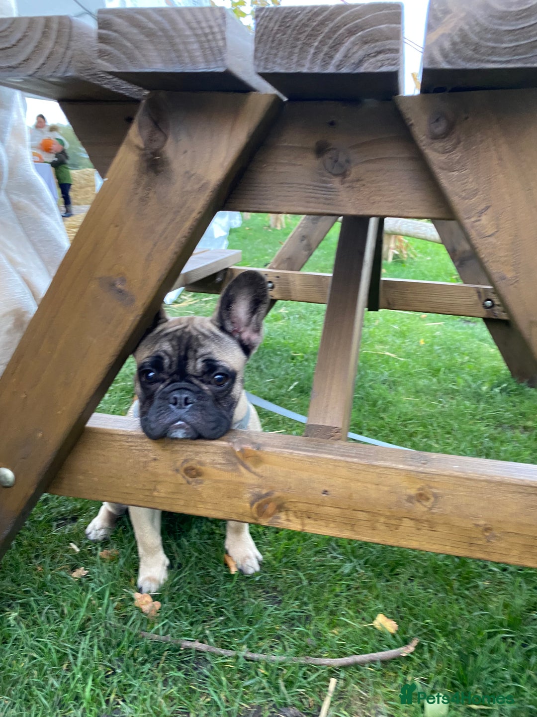 French Bulldog dogs for sale: 3 year old frenchie looking for new home - Image 10