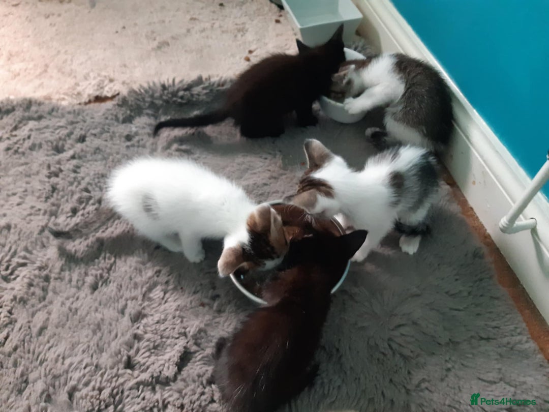 Mixed Breed cats for sale: Very frendly kittens - Image 8