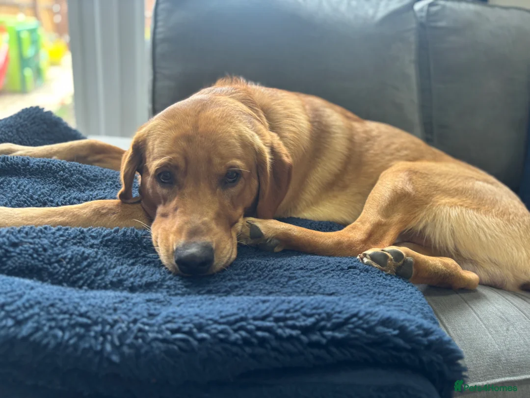 Goldador dogs for sale: Bruno  in Snodland - Advert 1