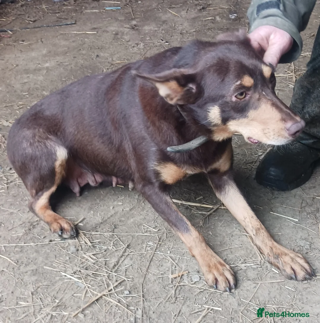 Mixed Breed dogs for sale: Black & White Bitch Pup in Builth Wells - Advert 2