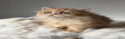 British Longhair cats for sale: British Shorthair or Longhair Godlen kittens  - Advert 20