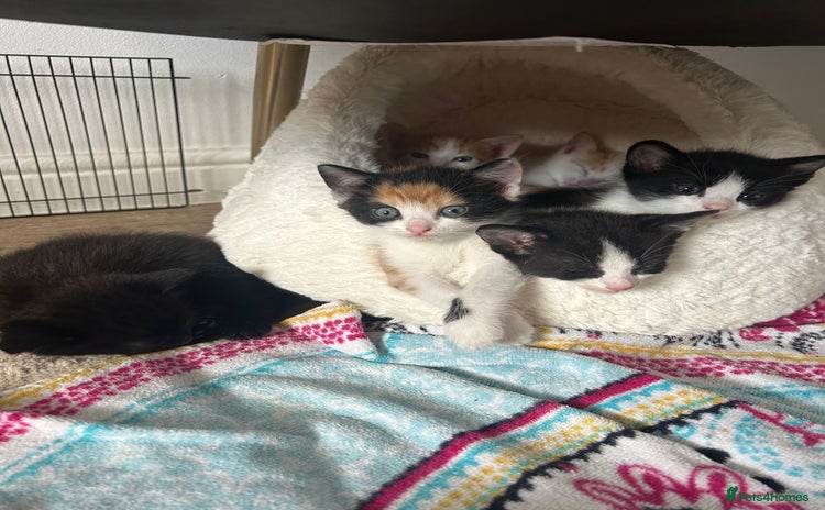 Domestic Shorthair cats - Advert 5