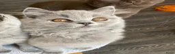 British Shorthair cats for sale: Blue female blue longhair male  - Advert 10