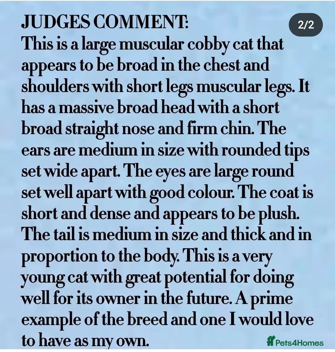 British Shorthair cats for stud: Tica CH red /white Cinnamon carrier ( limited time in Leeds - Advert 5