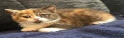 British Shorthair cats for sale: Stunning British Shorthaired GCCF Registered - Advert 15