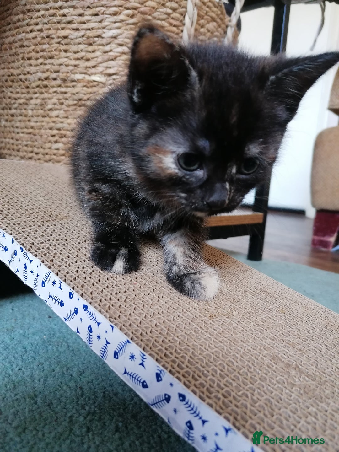 Domestic Shorthair cats for sale: Stunning kittens for sale  - Image 17