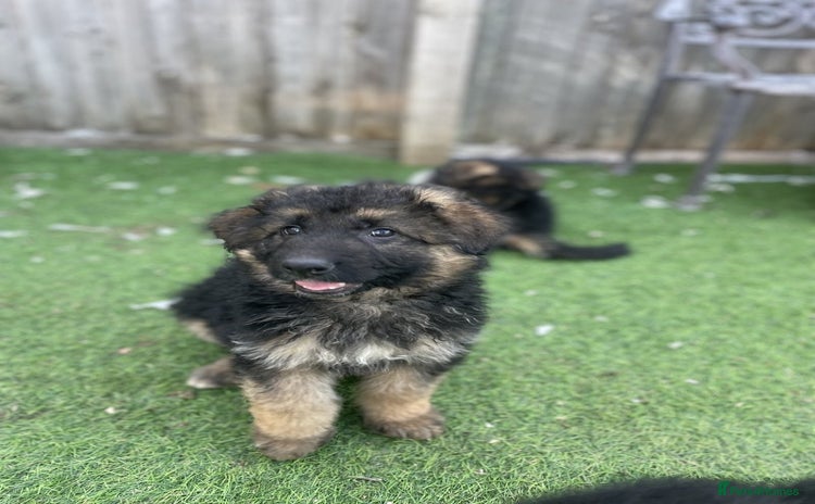 German Shepherd dogs - Advert 4