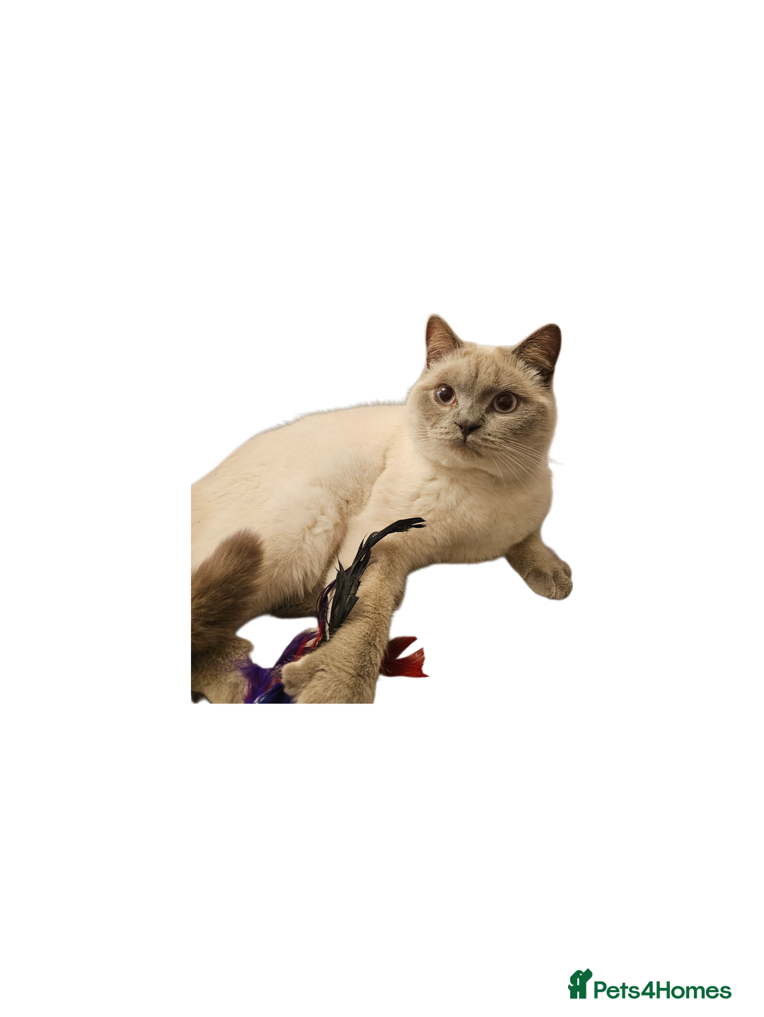 British Shorthair cats for sale: Colourpoint British Shorthair Blue lilac - Advert 3