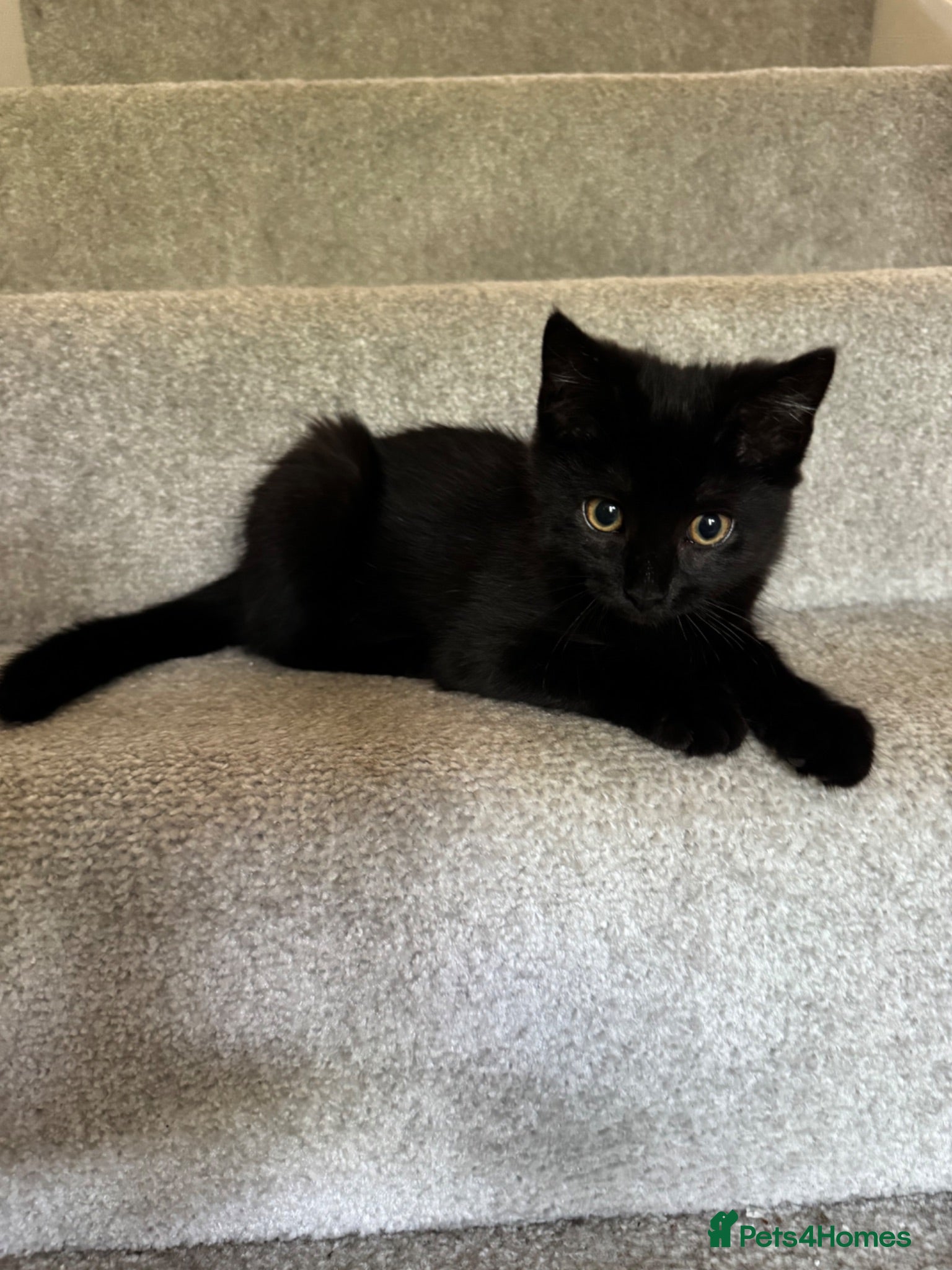 Mixed Breed cats 🐾 gorgeous fluffy black kittens £80 🌟 - Advert 2