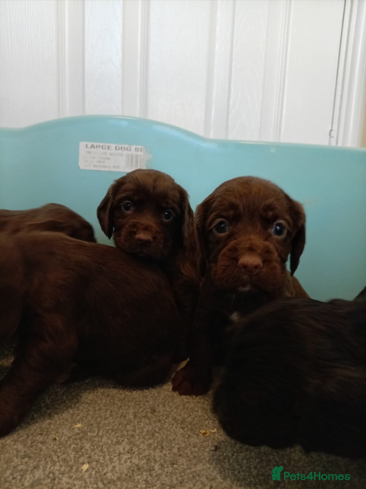 Cocker Spaniel dogs DNA tested cocker spaniels - Advert 15