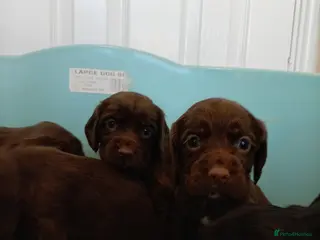 Cocker Spaniel dogs DNA tested cocker spaniels - Advert 15