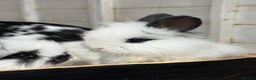 Angora rabbits for sale: Angora x bunnies 8 weeks old  - Advert 4