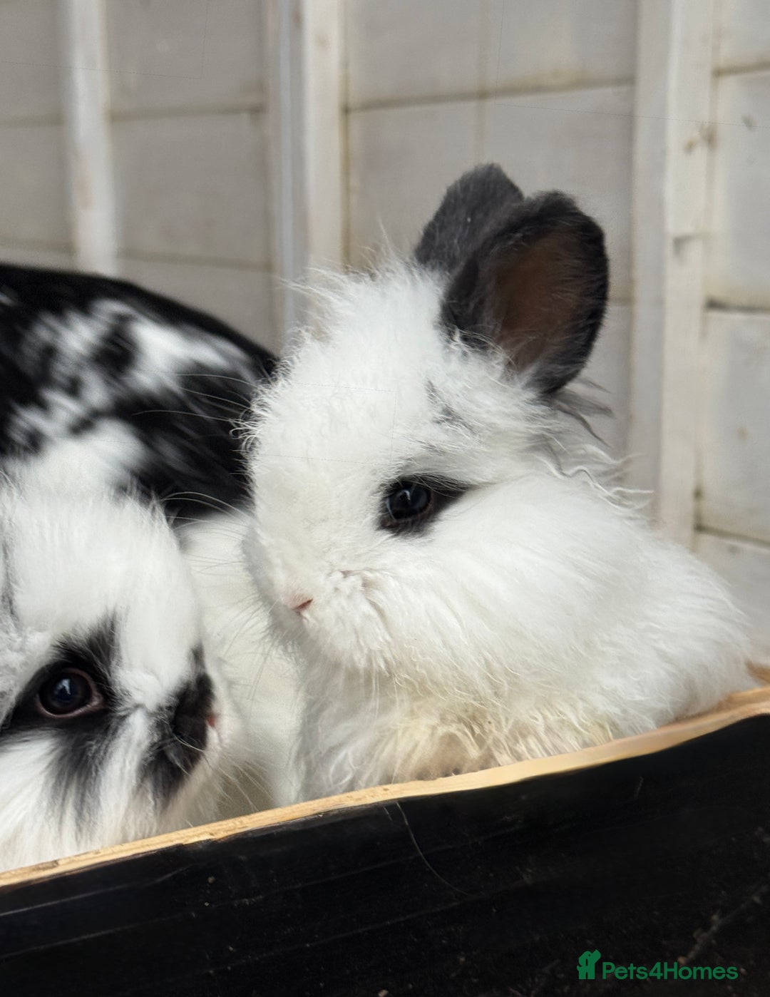 Angora rabbits for sale: Angora x bunnies 8 weeks old  - Advert 4