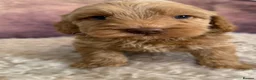 Cavapoo dogs for stud:  Experienced Male Available for Stud Service  - Advert 8