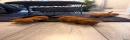 Mixed Breed cats for sale: Kittens for sale  - Advert 3