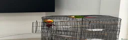 Conures birds for sale: PAIR OF GREEN CHEEK CONURES ❤️🦜 in Wembley - Advert 8
