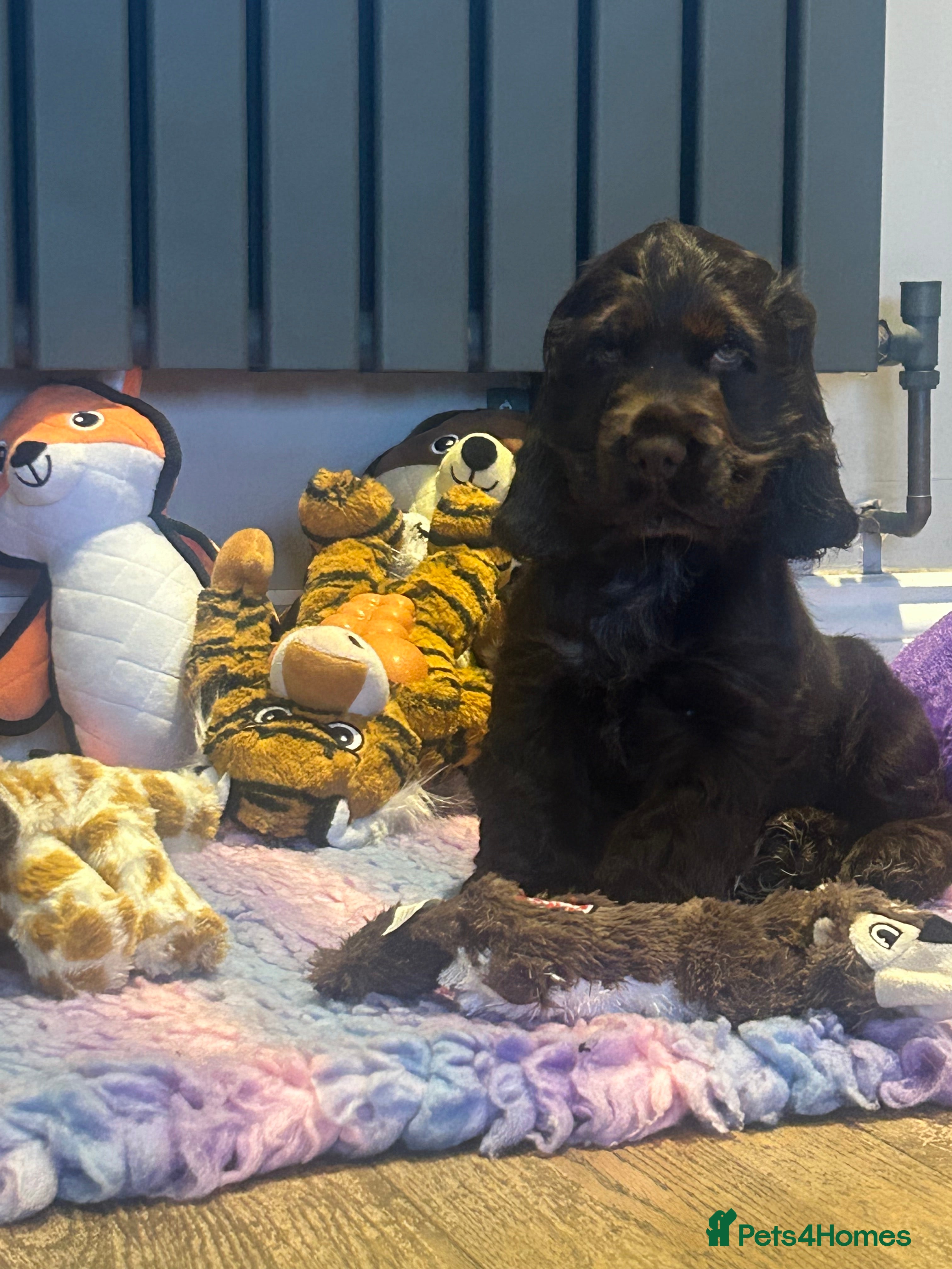 Cocker Spaniel dogs Show cocker spaniel puppies 💚READY NOW💚 - Advert 4